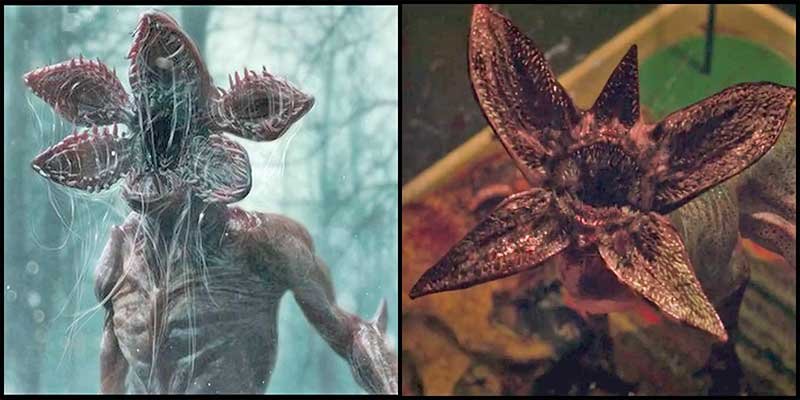 o-plot-twist-de-Stranger-Things-pode-ser-um-demogorgon