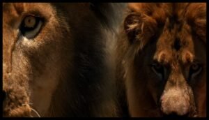 Animais assassinos